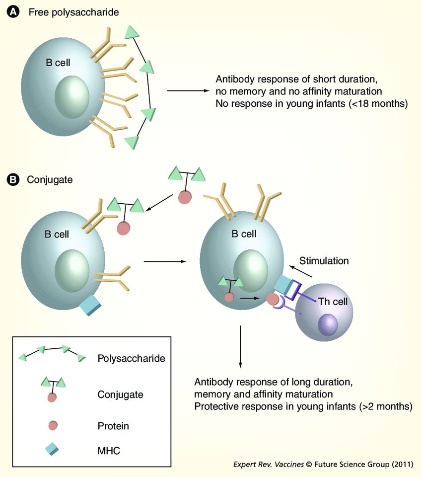 T-cell-independent and T-cell-dependent responses to polysaccharide and glycoconjugate vaccines.