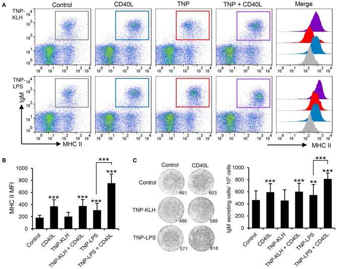 CD40L synergizes with TI-1 antigens to activate teleost IgM+ B cells.