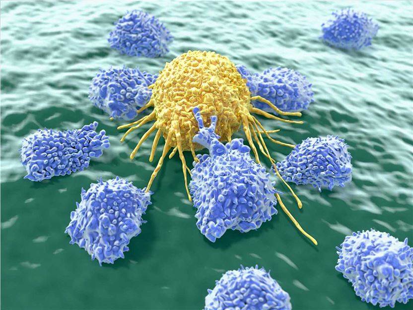 B Cell Chemotaxis, Migration, and Adhesion - Creative BioMart