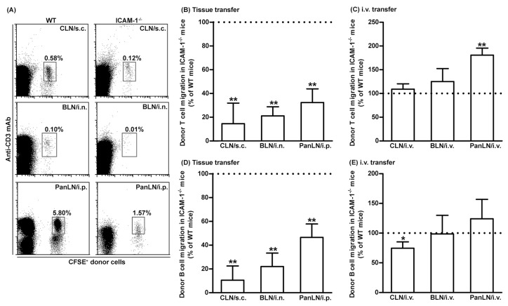 Intercellular adhesion molecules-1 (ICAM-1) is important for the migration of T and B cells from peripheral tissues into draining lymph nodes (LNs).