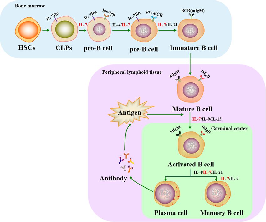 Role of IL-7 in the life cycle of B cells.