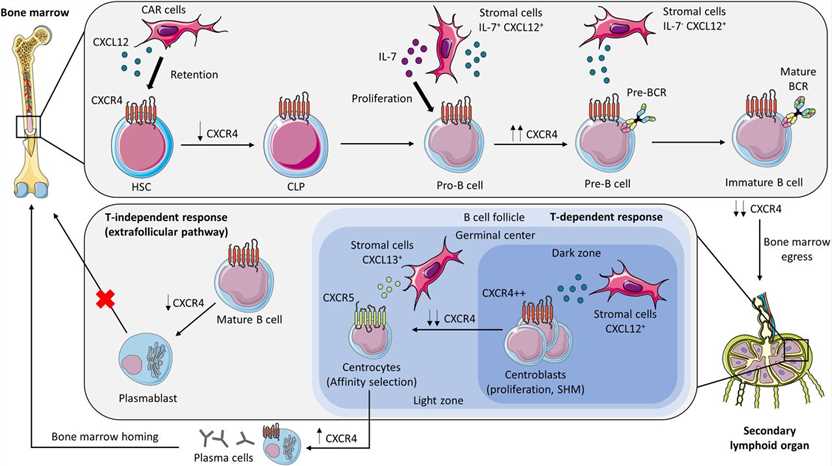 CXCR4 and B-cell development.