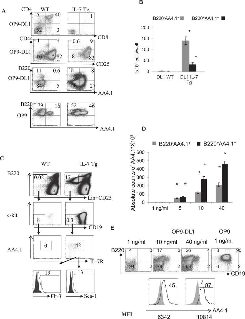 Increase of cells with B-cell markers instead of DP cells on OP9-DL1 stromal cells in presence of high IL-7.