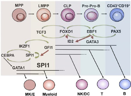 Regulatory networks in early B-cell development.