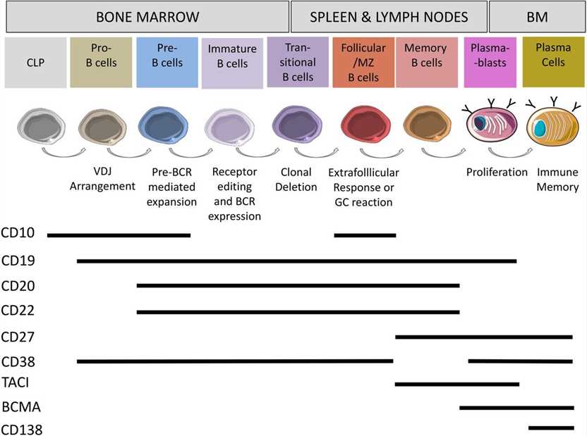 Surface markers on human B cells B cells develop in the bone marrow from haematopoietic stem cells to plasma cells.