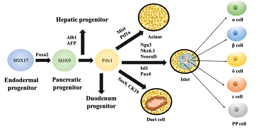 Schematic diagram of key transcription factors regulating pancreas development.