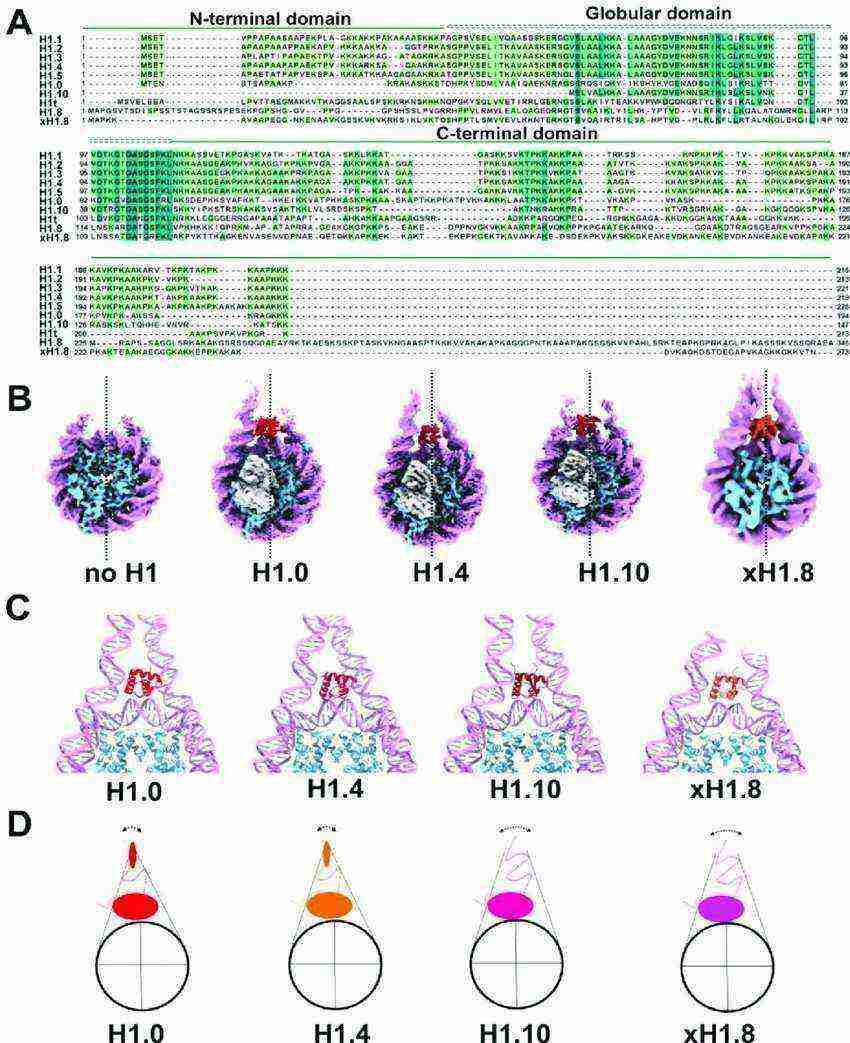 Structural diversity of linker histone H1 and chromatosome.