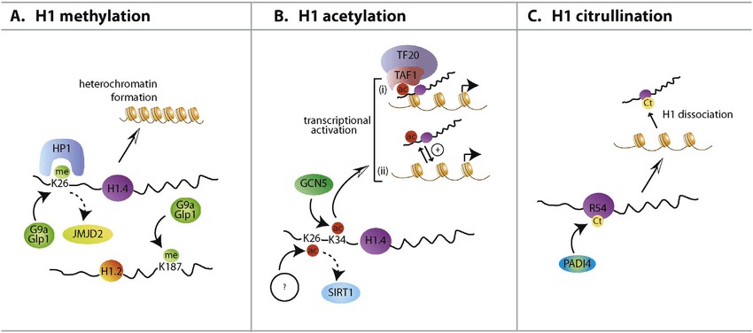 H1 modifications and their functions