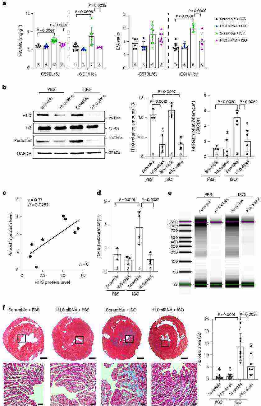 Histone H1.0 depletion prevents disease-associated cardiac fibrosis in vivo.