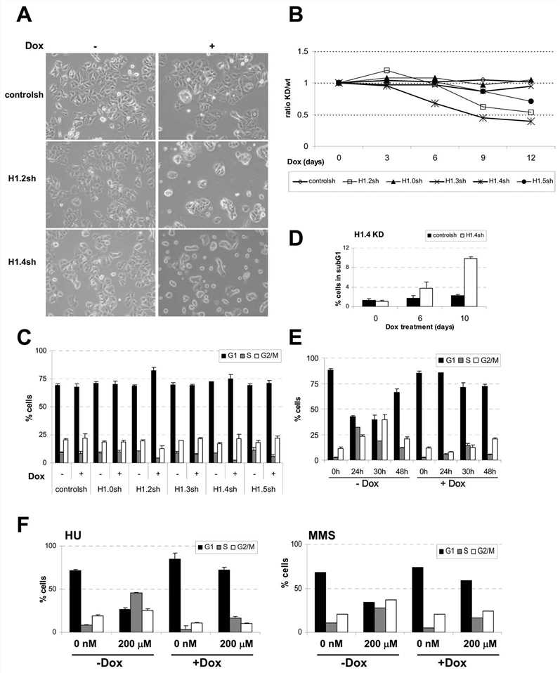 Inhibition of H1 variants causes different effects on cell proliferation and cell cycle progression.