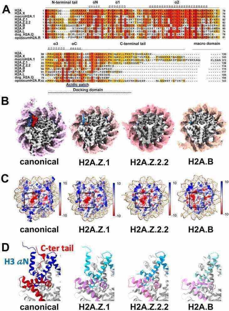 Structural diversity of histone H2A variants, H2A.Z and H2A.B.