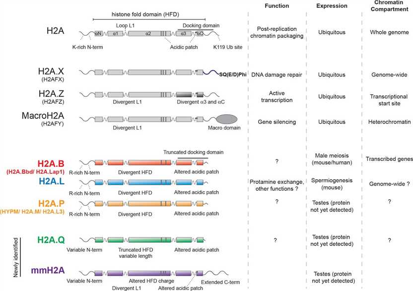 Features of H2A protein families.