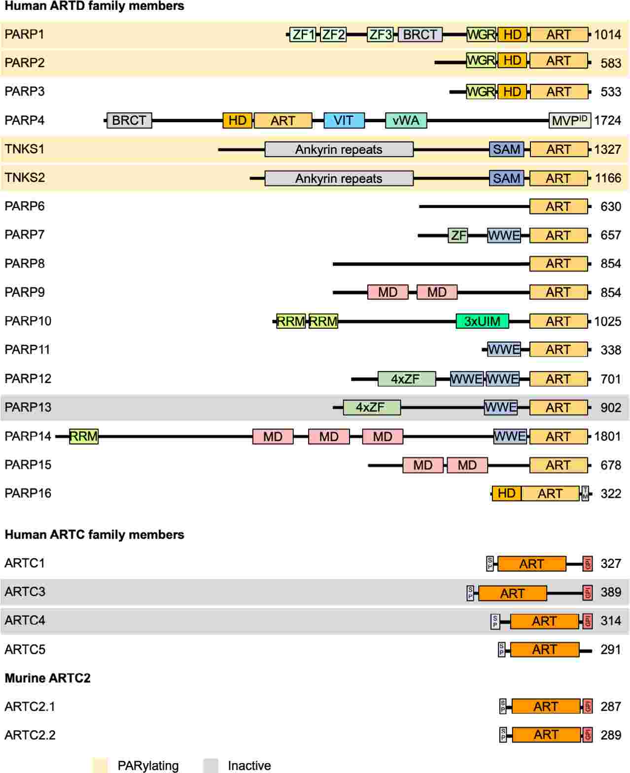 Domain architecture of ARTD and ARTC family members.