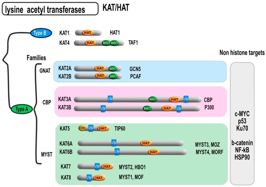 Different HAT/KAT subtypes and their domains.