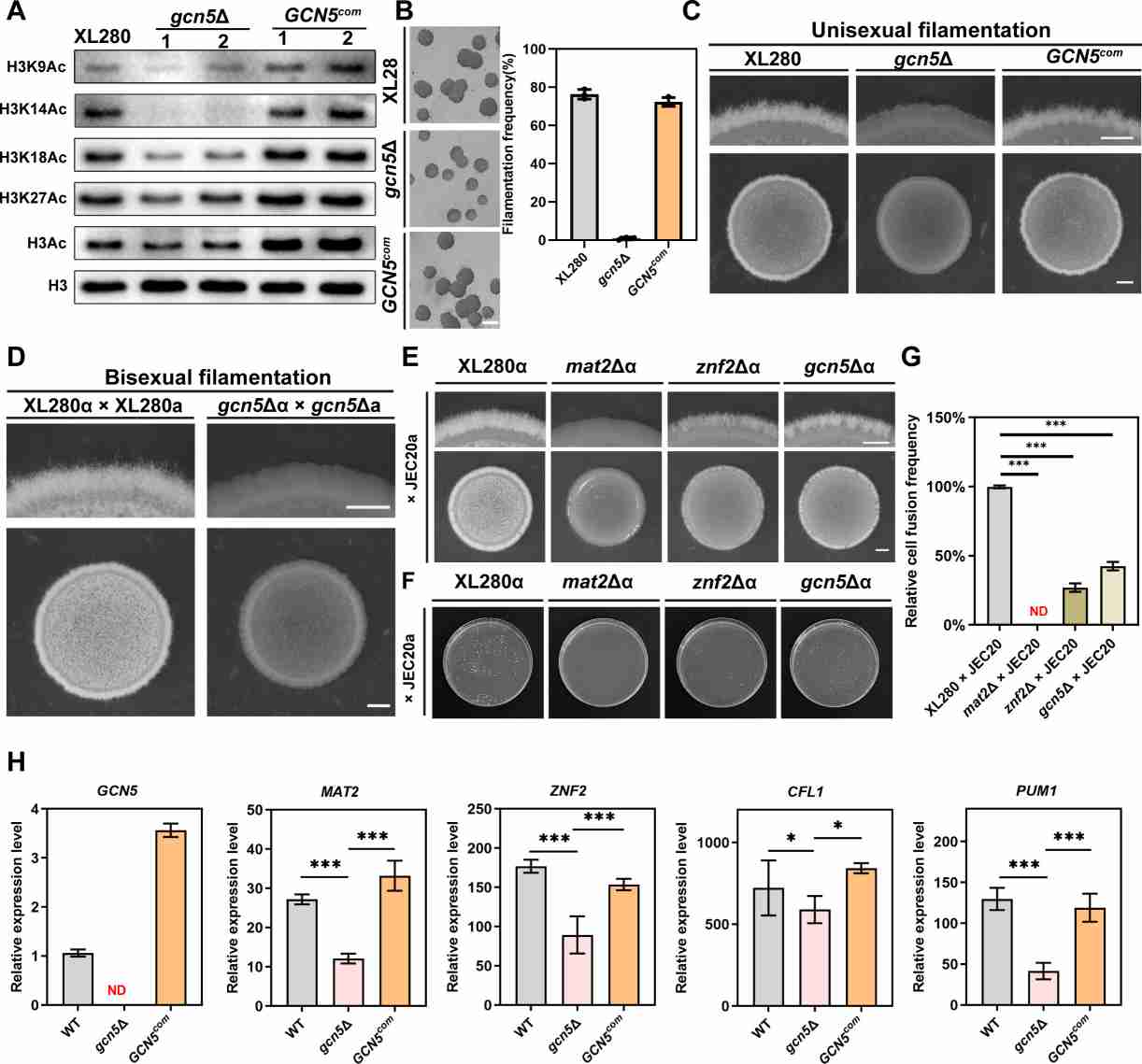 Gcn5 is responsible for histone H3 acetylation and is required for filamentation and cell-cell fusion in response to mating stimulation.