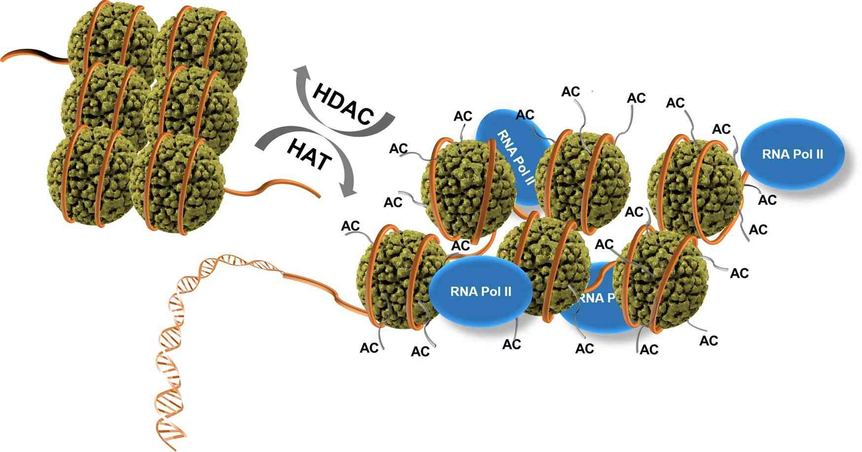 Regulation of gene expression and repression by histone acetylase (HAT) and histone deacetylase (HDAC).