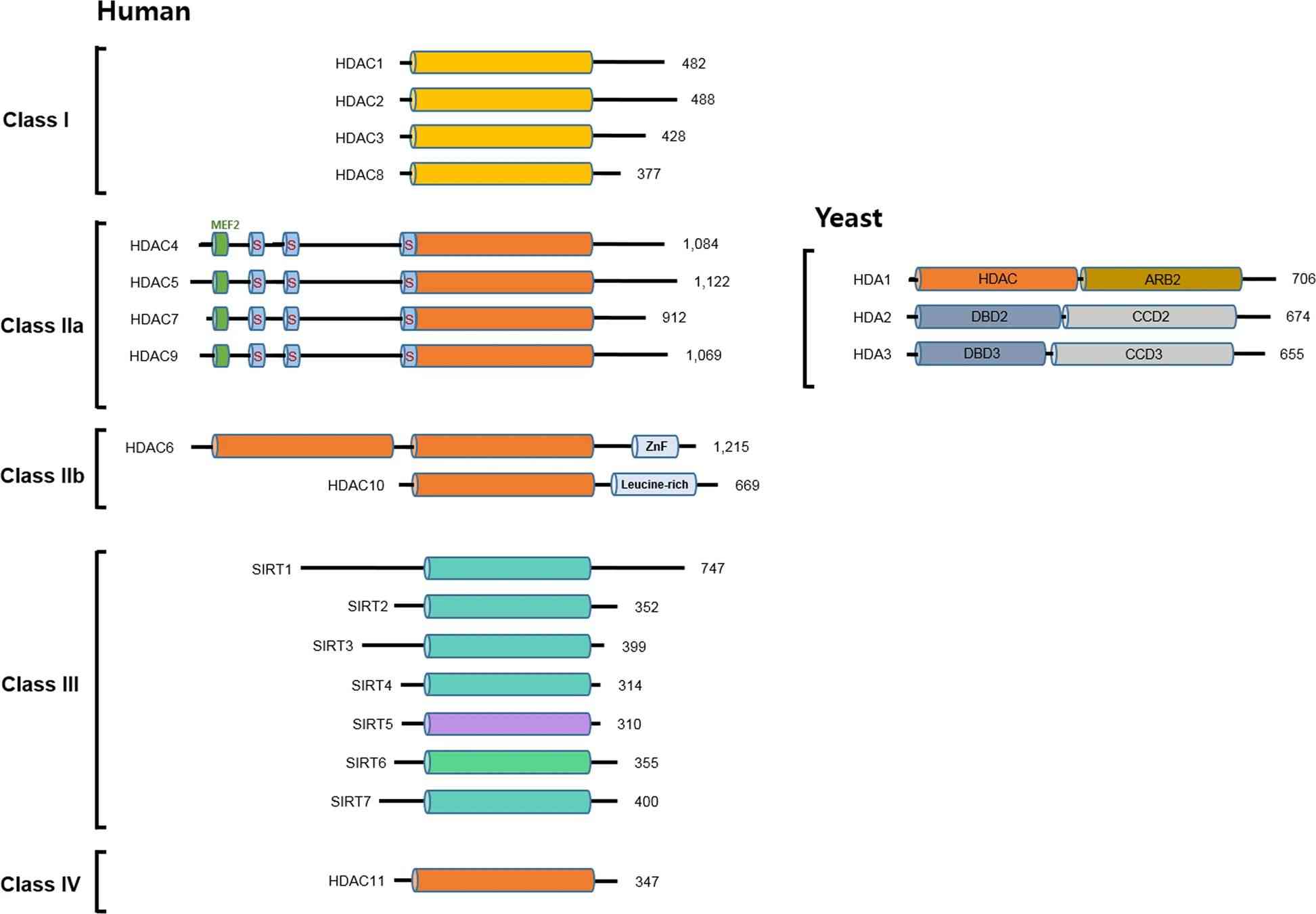 Classification and domain composition of human and yeast HDACs.