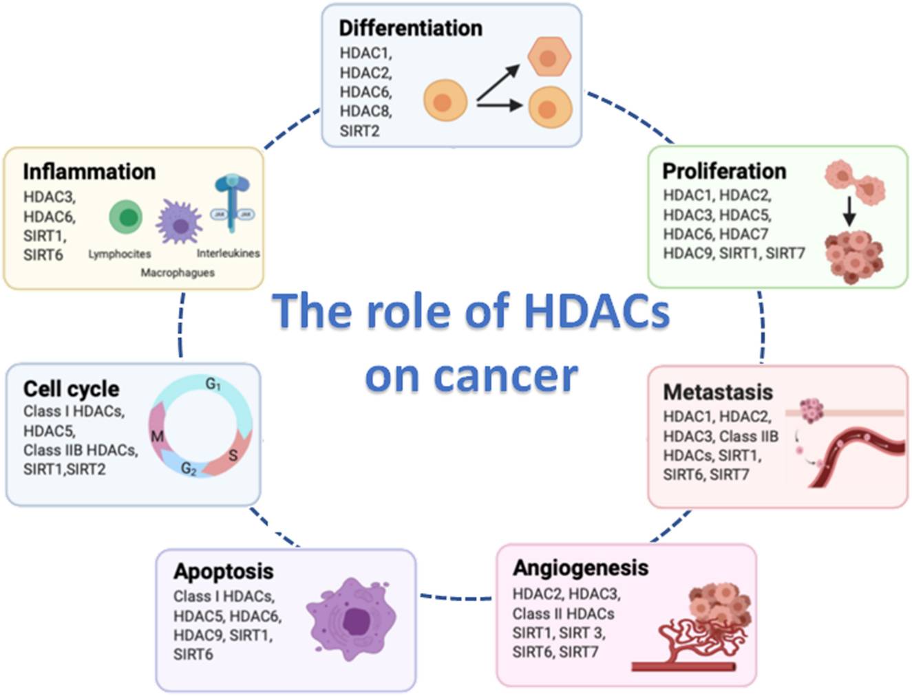 Hallmarks of cancer cell biology in which histone deacetylases (HDACs) are involved.
