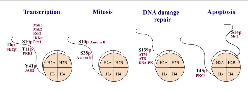 Histone phosphorylation is implicated in multiple cellular processes.
