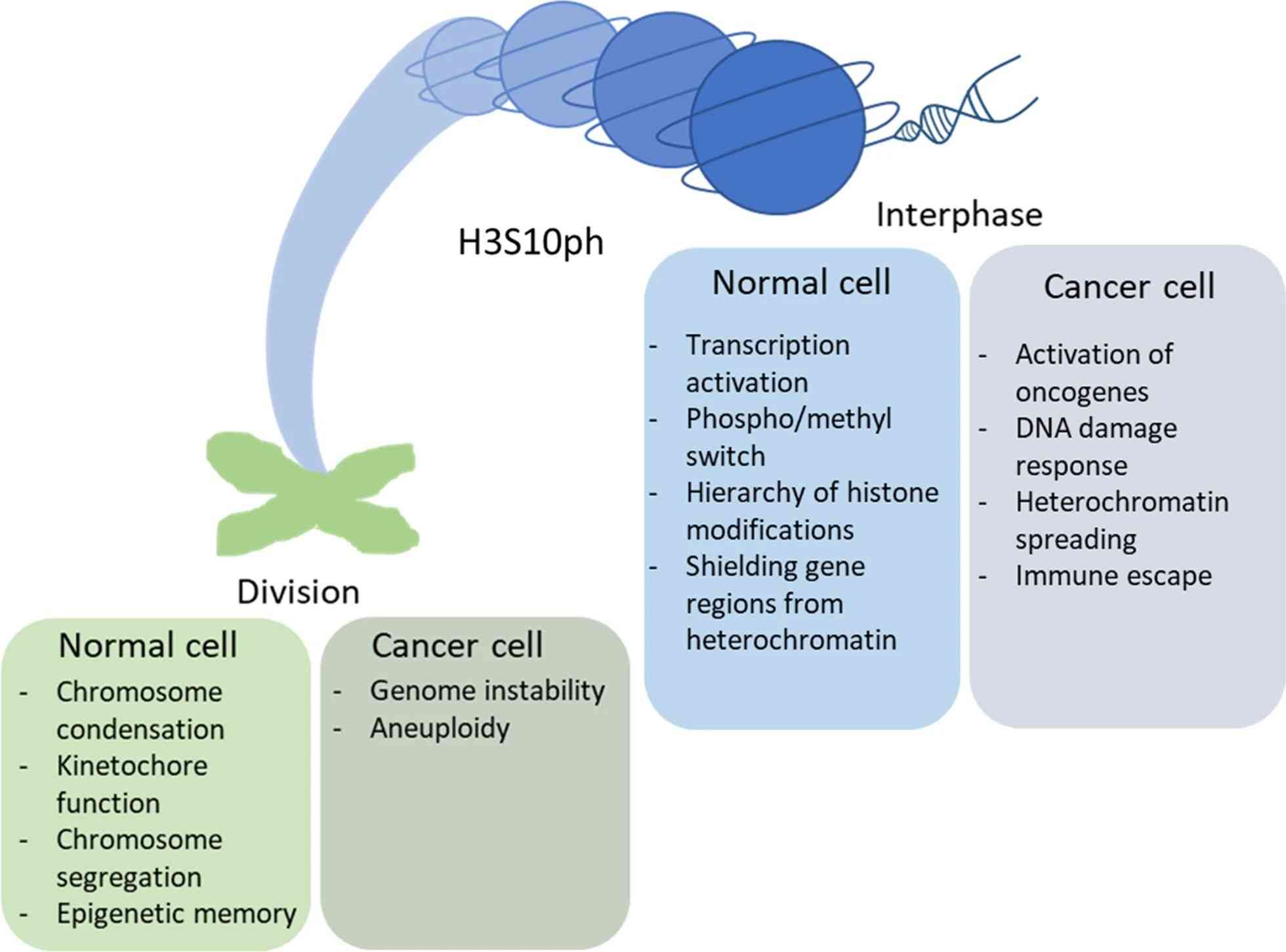 Effect of H3S10 phosphorylation on chromatin activity in normal and cancer cells.