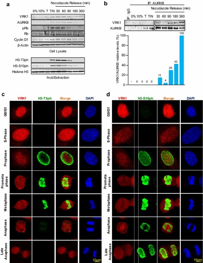 VRK1-AURK complex and histone H3 phosphorylation in cell cycle progression.