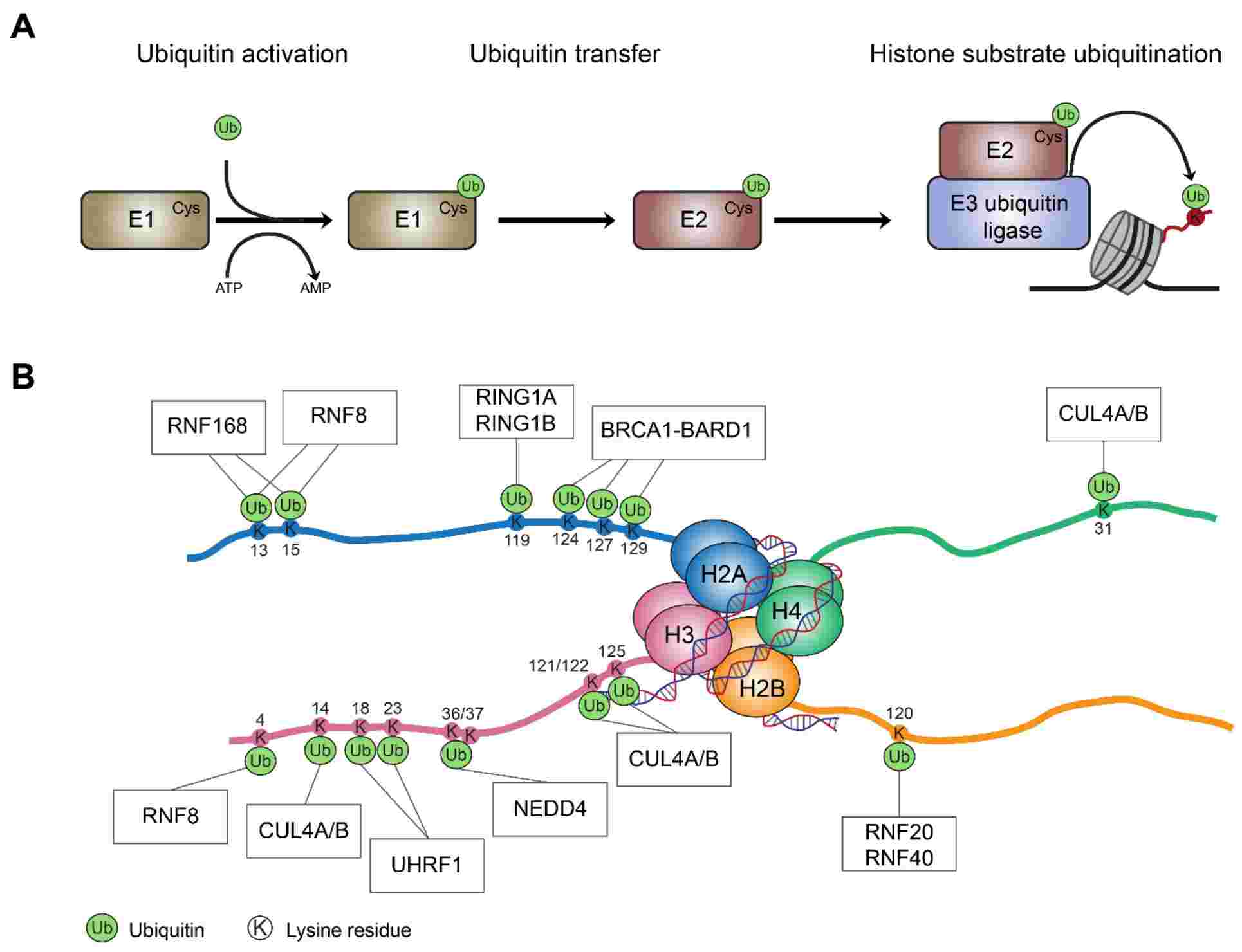 E3 ubiquitin ligases and histone ubiquitination events.