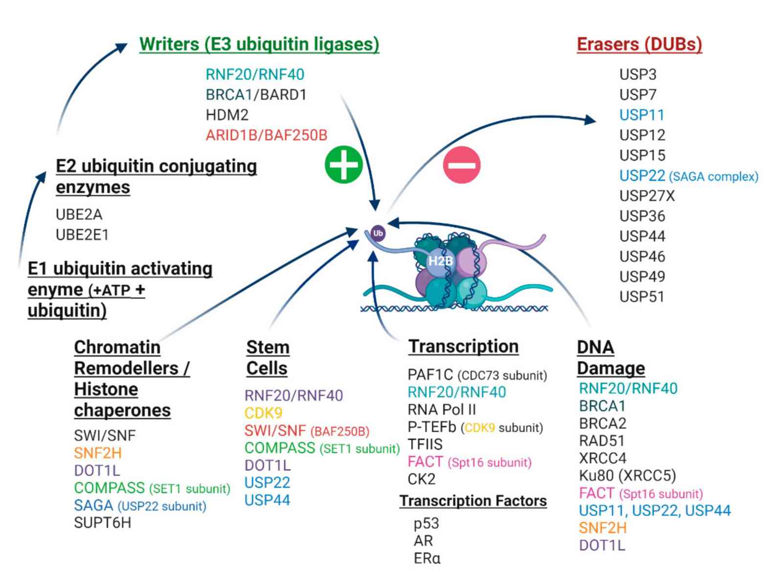 The H2Bub1 interactome.