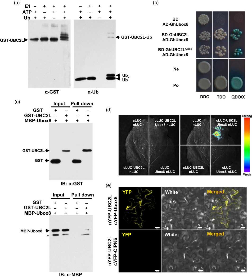 GhUBC2L is an active E2 and interacts with a U-box type E3 ligase GhUbox8.