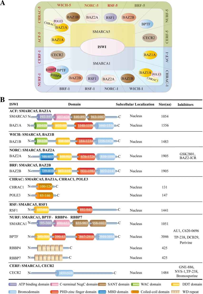 Classification of ISWI family. Molecular components, functional domains, subcellular localization, and targeting inhibitors for the ISWI family.