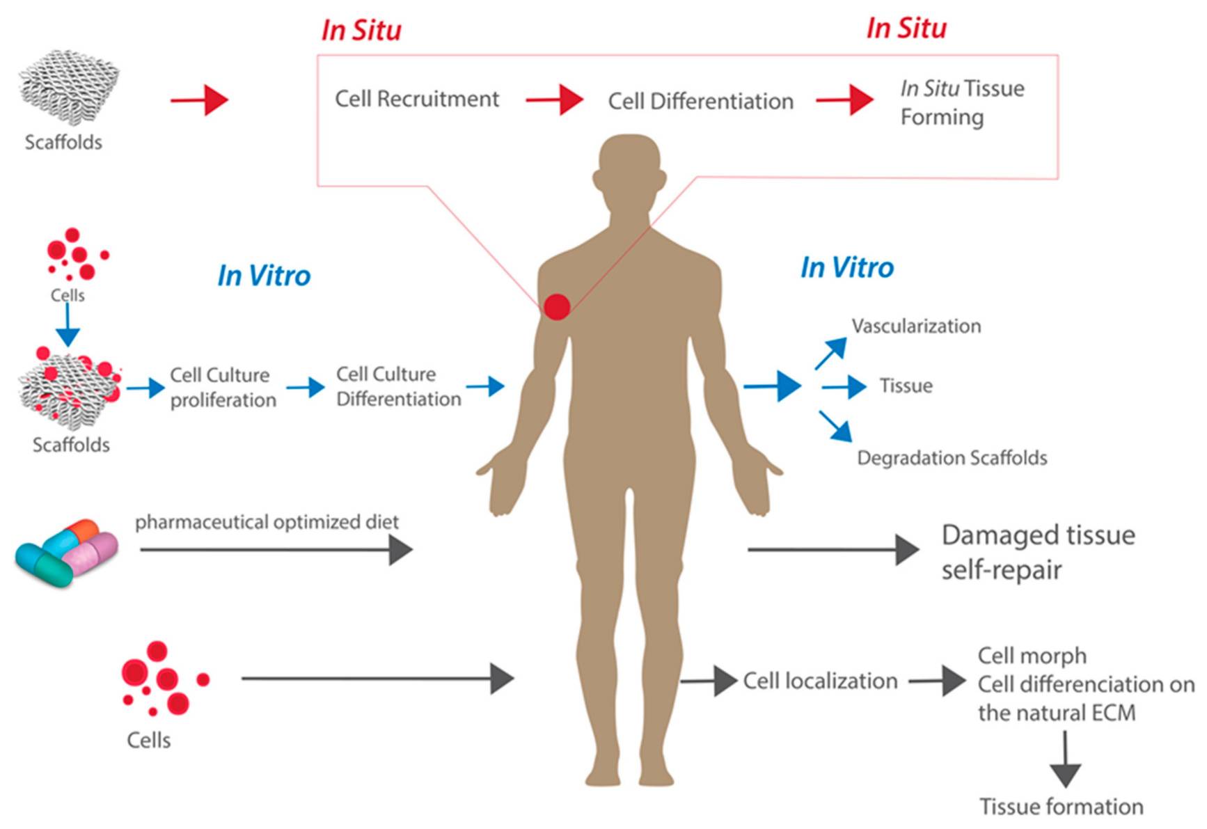 Pathways for tissue regeneration.