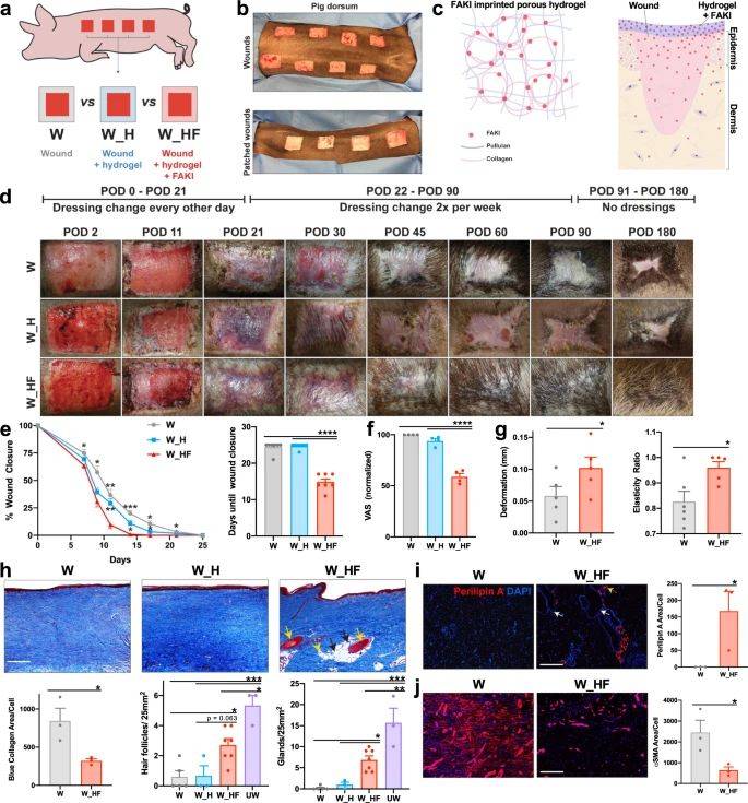 Disruption of mechanotransduction in large organisms accelerates deep partial-thickness wound healing, attenuates fibrotic scar formation, and promotes tissue regeneration.