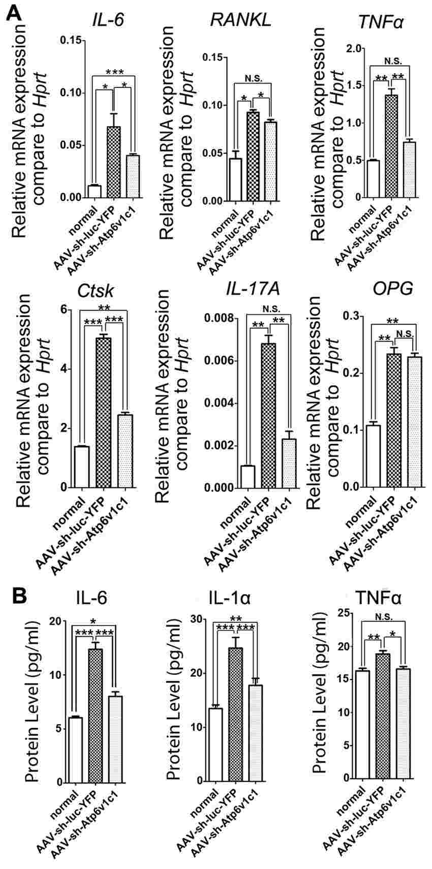 The expression of osteoclast marker genes and cytokines in the periodontal tissues were reduced by AAV-sh-Atp6v1c1.