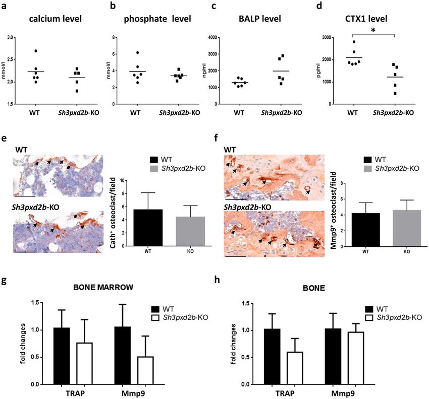 Examination of osteoclast markers.