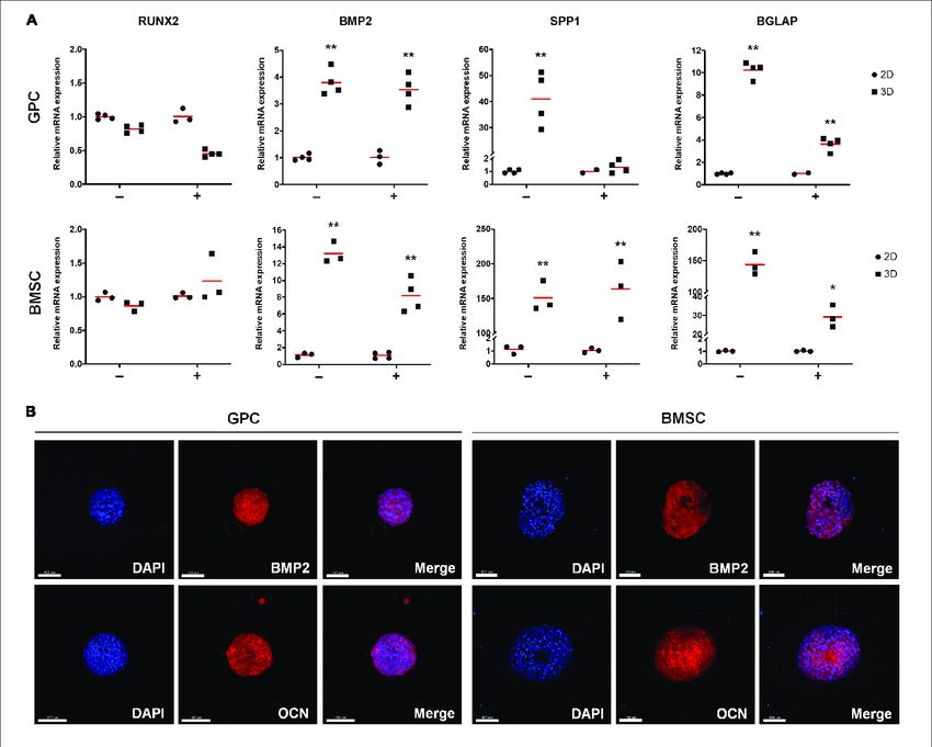 Expression of osteogenesis markers in xeno-free 3D spheroids.