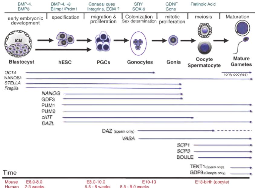 Timeline of germline specification and germ cell marker expression.