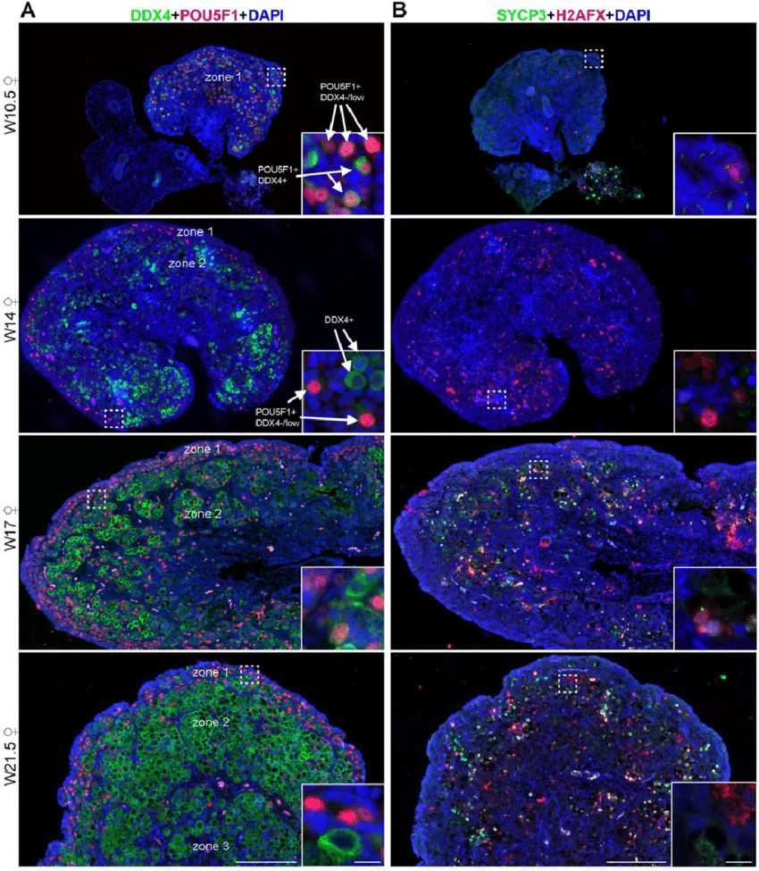 Dynamic expression of germ cell markers in human fetal ovaries.