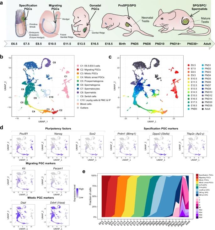 A single-cell map of mouse male germ cell development.