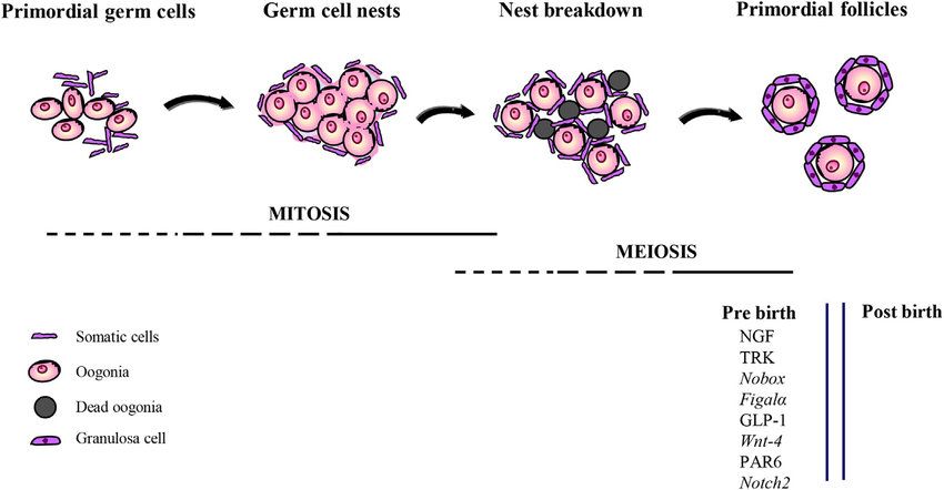 Development of primordial germ cells (PGCs) into primordial follicles in mammalian ovaries.