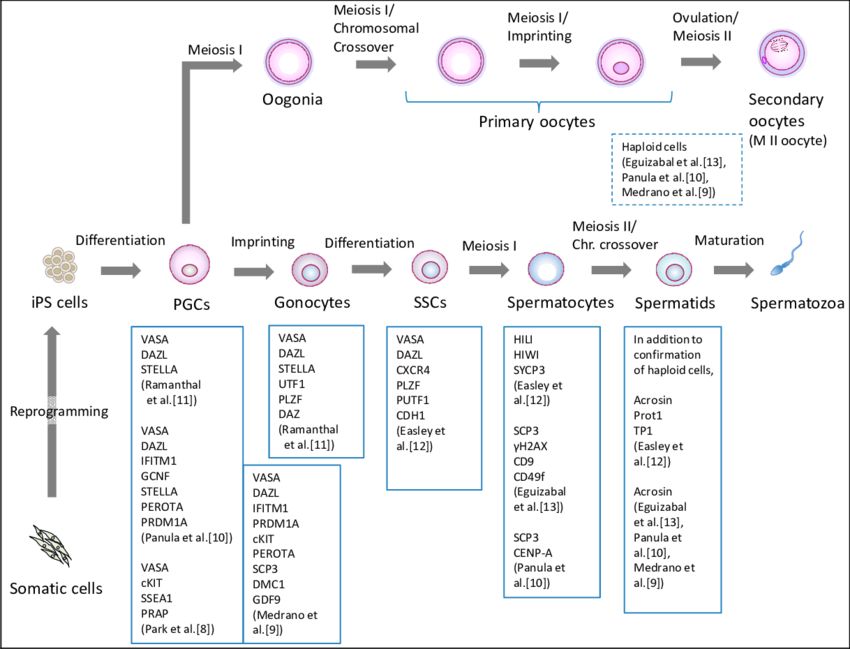 Human iPS cells differentiate into primordial germ cells (PGCs) and further differentiate into meiotic cells and the markers that have been identified at each stage.
