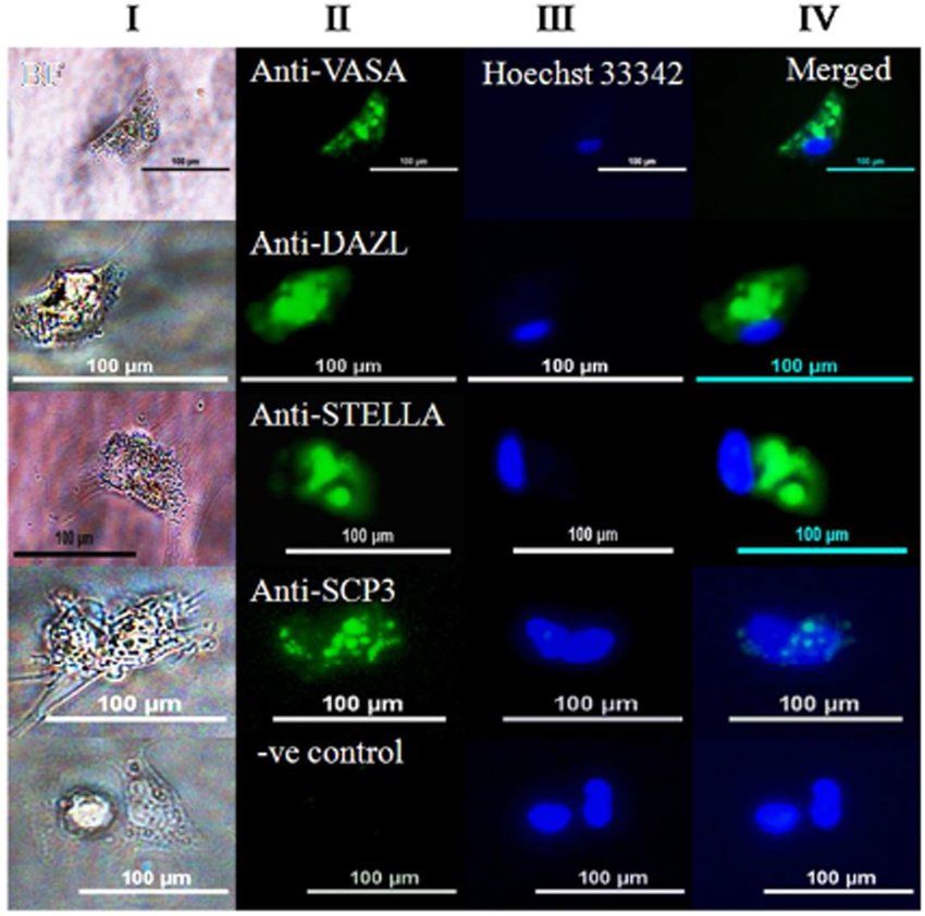 Detection of germ cell-specific markers in single PGC.