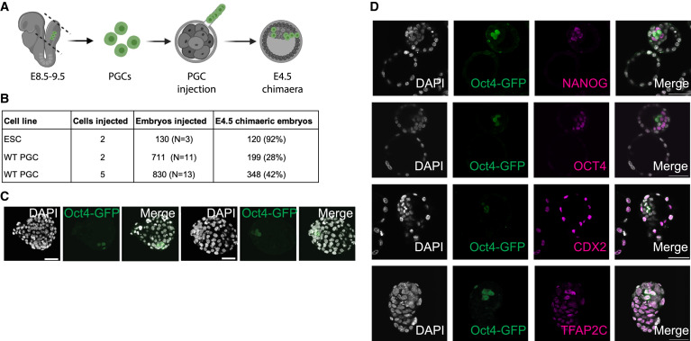 Establishment of xenogeneic reconstituted testis (xrTestis) and generation of human T1LCs.