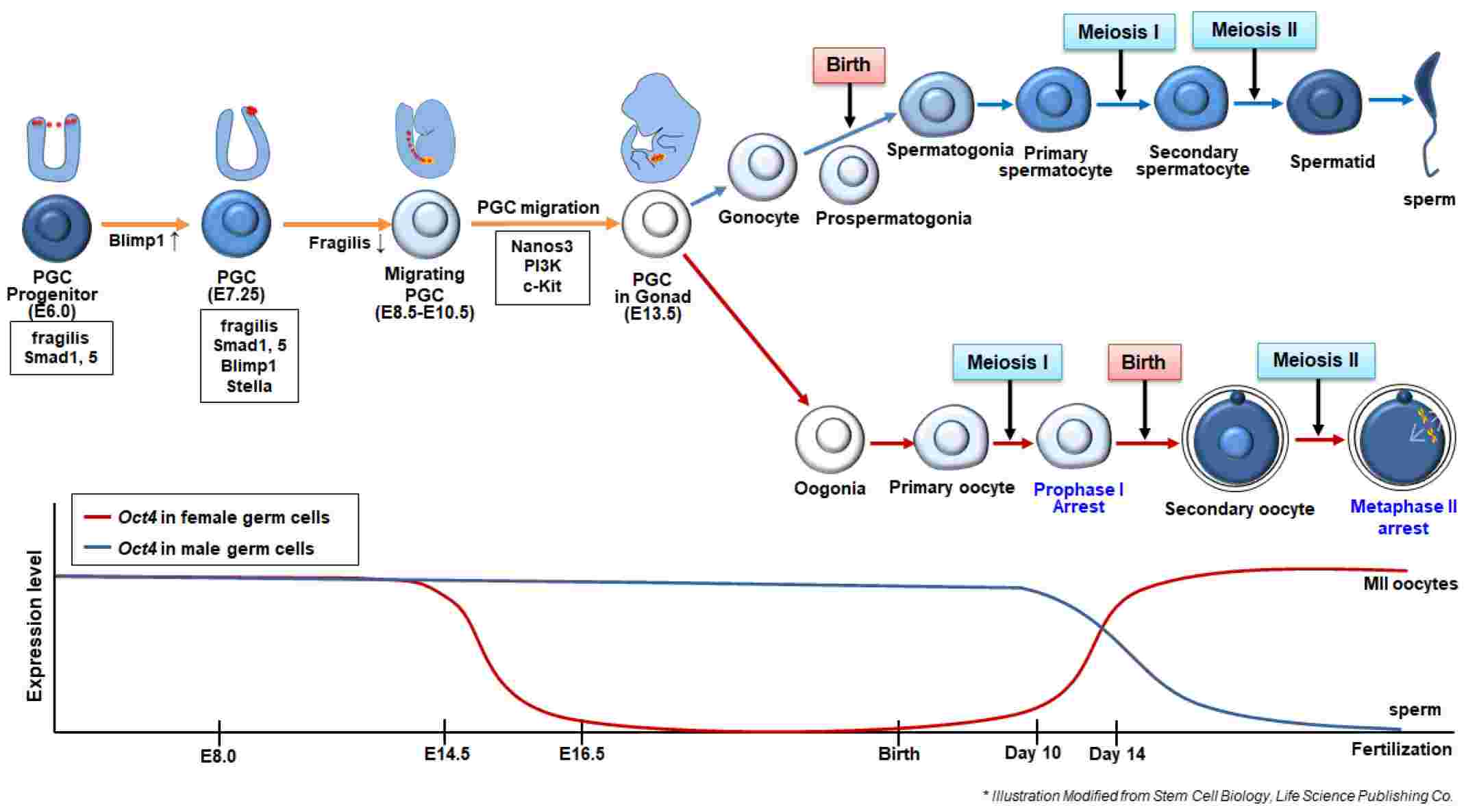 Summary of in vivo developmental process for the formation of male and female germ cells and the expression of germ cell-related genes during the germ cell development.