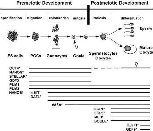 Schematic representation of the different stages and and their markers of germ cell differentiation and their markers during fetal and adult development.