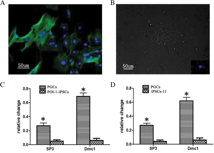 The induced PGCs from POI-1-iPSCs had the potential for meiotic progression.