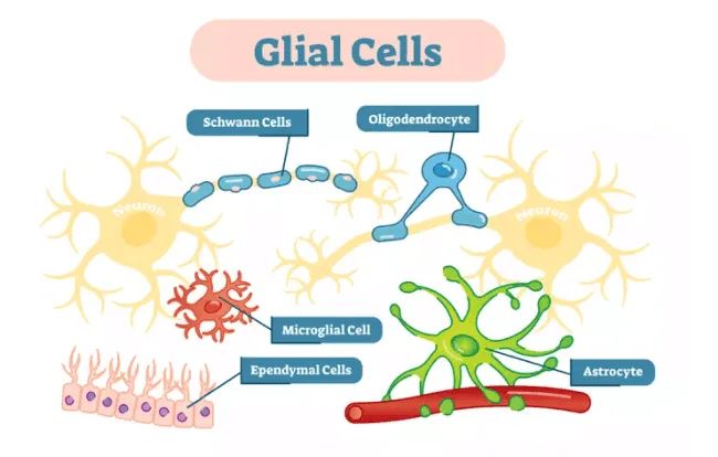 Glial cells - Creative BioMart