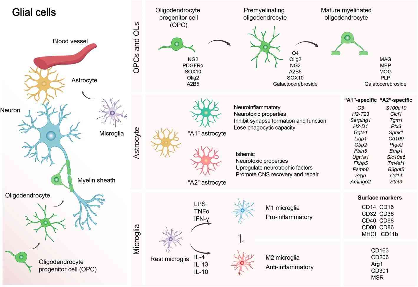 Schematic representation of glial cells in the CNS, along with their classification and representative marker genes.