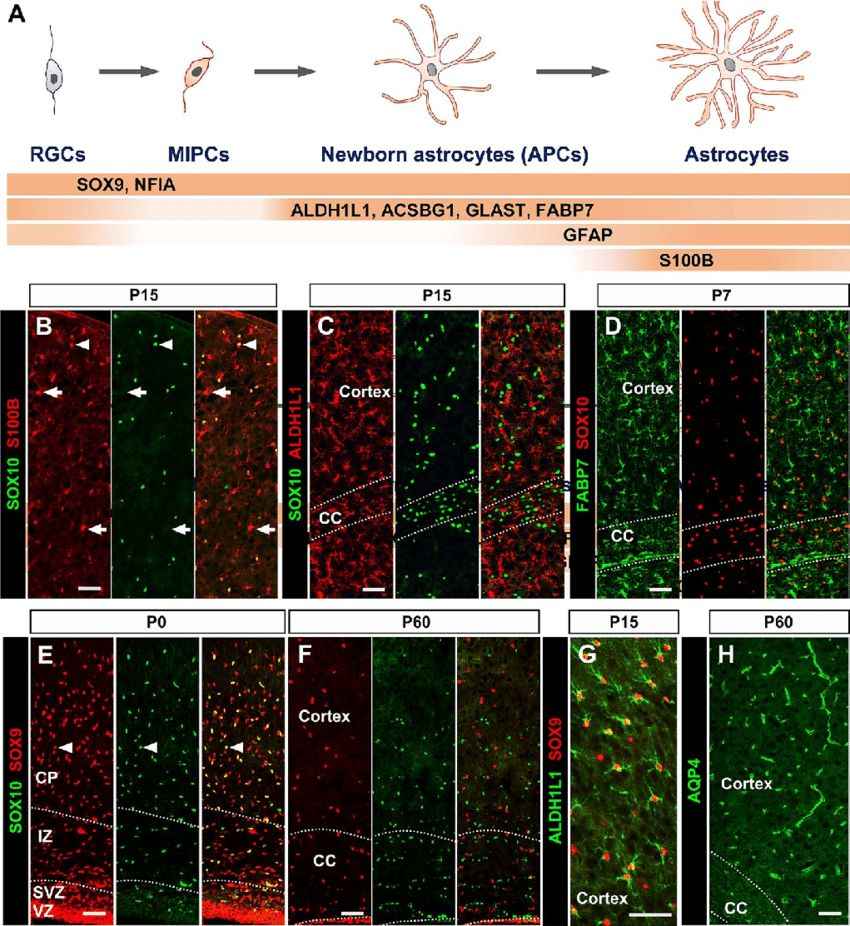 Cellular markers for cells of astrocyte lineage.