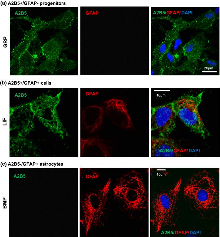 The expressions of glial lineage markers A2B5 and GFAP.