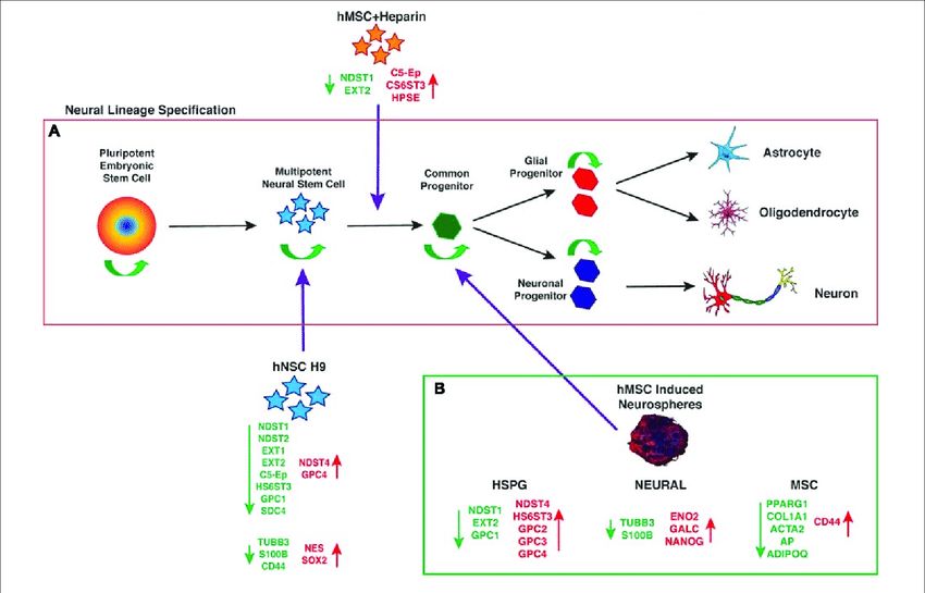 Neural lineage specification.