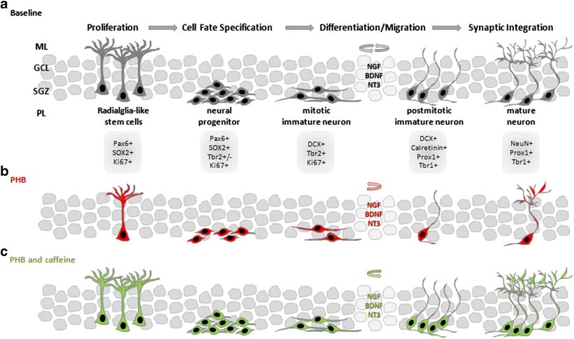 The cellular developmental stages of the neural lineage revolve around a network of neuronal mediators and transcription factors.